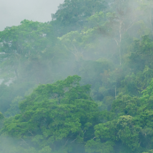 Rituel Holistic en Amazonie <br/> 90 minutes