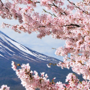 Cérémonie Impériale Japonaise <br/> 90 minutes